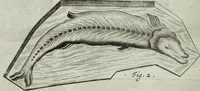 An illustration from Mundus Subterraneus, in XII libros digestus; quo divinum subterrestris mundi opificium, mira ergasteriorum naturæ in eo distributio, verbo pantámorphou Protei regnum, universæ denique naturæ majestas (1665)