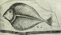 An illustration from Mundus Subterraneus, in XII libros digestus; quo divinum subterrestris mundi opificium, mira ergasteriorum naturæ in eo distributio, verbo pantámorphou Protei regnum, universæ denique naturæ majestas (1665)