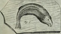 Picture 228 of 373 from Mundus Subterraneus, in XII libros digestus; quo divinum subterrestris mundi opificium, mira ergasteriorum naturæ in eo distributio, verbo pantámorphou Protei regnum, universæ denique naturæ majestas (1665), leaf 470