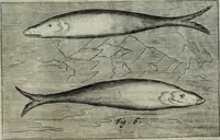 An illustration from Mundus Subterraneus, in XII libros digestus; quo divinum subterrestris mundi opificium, mira ergasteriorum naturæ in eo distributio, verbo pantámorphou Protei regnum, universæ denique naturæ majestas (1665)