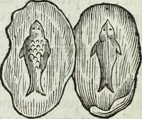Picture 232 of 373 from Mundus Subterraneus, in XII libros digestus; quo divinum subterrestris mundi opificium, mira ergasteriorum naturæ in eo distributio, verbo pantámorphou Protei regnum, universæ denique naturæ majestas (1665), leaf 473