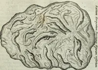 An illustration from Mundus Subterraneus, in XII libros digestus; quo divinum subterrestris mundi opificium, mira ergasteriorum naturæ in eo distributio, verbo pantámorphou Protei regnum, universæ denique naturæ majestas (1665)