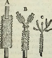An illustration from Mundus Subterraneus, in XII libros digestus; quo divinum subterrestris mundi opificium, mira ergasteriorum naturæ in eo distributio, verbo pantámorphou Protei regnum, universæ denique naturæ majestas (1665)