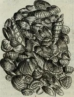 An illustration from Mundus Subterraneus, in XII libros digestus; quo divinum subterrestris mundi opificium, mira ergasteriorum naturæ in eo distributio, verbo pantámorphou Protei regnum, universæ denique naturæ majestas (1665)