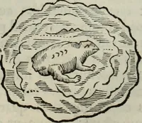 Picture 240 of 373 from Mundus Subterraneus, in XII libros digestus; quo divinum subterrestris mundi opificium, mira ergasteriorum naturæ in eo distributio, verbo pantámorphou Protei regnum, universæ denique naturæ majestas (1665), leaf 486