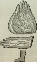 An illustration from Mundus Subterraneus, in XII libros digestus; quo divinum subterrestris mundi opificium, mira ergasteriorum naturæ in eo distributio, verbo pantámorphou Protei regnum, universæ denique naturæ majestas (1665)