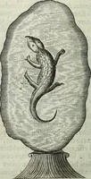 Picture 248 of 373 from Mundus Subterraneus, in XII libros digestus; quo divinum subterrestris mundi opificium, mira ergasteriorum naturæ in eo distributio, verbo pantámorphou Protei regnum, universæ denique naturæ majestas (1665), leaf 511