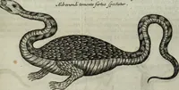An illustration from Mundus Subterraneus, in XII libros digestus; quo divinum subterrestris mundi opificium, mira ergasteriorum naturæ in eo distributio, verbo pantámorphou Protei regnum, universæ denique naturæ majestas (1665)