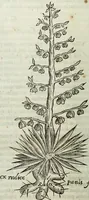 An illustration from Mundus Subterraneus, in XII libros digestus; quo divinum subterrestris mundi opificium, mira ergasteriorum naturæ in eo distributio, verbo pantámorphou Protei regnum, universæ denique naturæ majestas (1665)