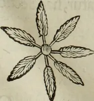 Picture 50 of 373 from Mundus Subterraneus, in XII libros digestus; quo divinum subterrestris mundi opificium, mira ergasteriorum naturæ in eo distributio, verbo pantámorphou Protei regnum, universæ denique naturæ majestas (1665), leaf 58