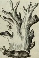 An illustration from Mundus Subterraneus, in XII libros digestus; quo divinum subterrestris mundi opificium, mira ergasteriorum naturæ in eo distributio, verbo pantámorphou Protei regnum, universæ denique naturæ majestas (1665)