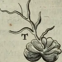 An illustration from Mundus Subterraneus, in XII libros digestus; quo divinum subterrestris mundi opificium, mira ergasteriorum naturæ in eo distributio, verbo pantámorphou Protei regnum, universæ denique naturæ majestas (1665)