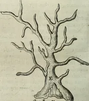 An illustration from Mundus Subterraneus, in XII libros digestus; quo divinum subterrestris mundi opificium, mira ergasteriorum naturæ in eo distributio, verbo pantámorphou Protei regnum, universæ denique naturæ majestas (1665)