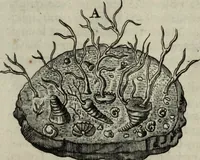 An illustration from Mundus Subterraneus, in XII libros digestus; quo divinum subterrestris mundi opificium, mira ergasteriorum naturæ in eo distributio, verbo pantámorphou Protei regnum, universæ denique naturæ majestas (1665)