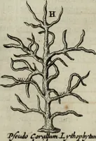 An illustration from Mundus Subterraneus, in XII libros digestus; quo divinum subterrestris mundi opificium, mira ergasteriorum naturæ in eo distributio, verbo pantámorphou Protei regnum, universæ denique naturæ majestas (1665)