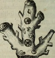 Picture 261 of 373 from Mundus Subterraneus, in XII libros digestus; quo divinum subterrestris mundi opificium, mira ergasteriorum naturæ in eo distributio, verbo pantámorphou Protei regnum, universæ denique naturæ majestas (1665), leaf 595