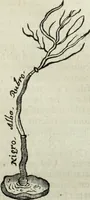 Picture 263 of 373 from Mundus Subterraneus, in XII libros digestus; quo divinum subterrestris mundi opificium, mira ergasteriorum naturæ in eo distributio, verbo pantámorphou Protei regnum, universæ denique naturæ majestas (1665), leaf 596