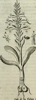 An illustration from Mundus Subterraneus, in XII libros digestus; quo divinum subterrestris mundi opificium, mira ergasteriorum naturæ in eo distributio, verbo pantámorphou Protei regnum, universæ denique naturæ majestas (1665)