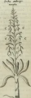 An illustration from Mundus Subterraneus, in XII libros digestus; quo divinum subterrestris mundi opificium, mira ergasteriorum naturæ in eo distributio, verbo pantámorphou Protei regnum, universæ denique naturæ majestas (1665)