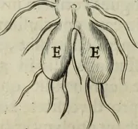 An illustration from Mundus Subterraneus, in XII libros digestus; quo divinum subterrestris mundi opificium, mira ergasteriorum naturæ in eo distributio, verbo pantámorphou Protei regnum, universæ denique naturæ majestas (1665)