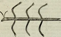 An illustration from Mundus Subterraneus, in XII libros digestus; quo divinum subterrestris mundi opificium, mira ergasteriorum naturæ in eo distributio, verbo pantámorphou Protei regnum, universæ denique naturæ majestas (1665)