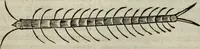 An illustration from Mundus Subterraneus, in XII libros digestus; quo divinum subterrestris mundi opificium, mira ergasteriorum naturæ in eo distributio, verbo pantámorphou Protei regnum, universæ denique naturæ majestas (1665)