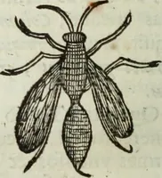 An illustration from Mundus Subterraneus, in XII libros digestus; quo divinum subterrestris mundi opificium, mira ergasteriorum naturæ in eo distributio, verbo pantámorphou Protei regnum, universæ denique naturæ majestas (1665)