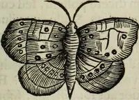 An illustration from Mundus Subterraneus, in XII libros digestus; quo divinum subterrestris mundi opificium, mira ergasteriorum naturæ in eo distributio, verbo pantámorphou Protei regnum, universæ denique naturæ majestas (1665)