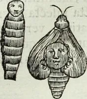 Picture 311 of 373 from Mundus Subterraneus, in XII libros digestus; quo divinum subterrestris mundi opificium, mira ergasteriorum naturæ in eo distributio, verbo pantámorphou Protei regnum, universæ denique naturæ majestas (1665), leaf 803