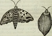 An illustration from Mundus Subterraneus, in XII libros digestus; quo divinum subterrestris mundi opificium, mira ergasteriorum naturæ in eo distributio, verbo pantámorphou Protei regnum, universæ denique naturæ majestas (1665)