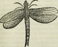 Picture 313 of 373 from Mundus Subterraneus, in XII libros digestus; quo divinum subterrestris mundi opificium, mira ergasteriorum naturæ in eo distributio, verbo pantámorphou Protei regnum, universæ denique naturæ majestas (1665), leaf 804