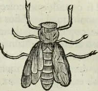An illustration from Mundus Subterraneus, in XII libros digestus; quo divinum subterrestris mundi opificium, mira ergasteriorum naturæ in eo distributio, verbo pantámorphou Protei regnum, universæ denique naturæ majestas (1665)