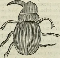 An illustration from Mundus Subterraneus, in XII libros digestus; quo divinum subterrestris mundi opificium, mira ergasteriorum naturæ in eo distributio, verbo pantámorphou Protei regnum, universæ denique naturæ majestas (1665)