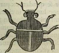 An illustration from Mundus Subterraneus, in XII libros digestus; quo divinum subterrestris mundi opificium, mira ergasteriorum naturæ in eo distributio, verbo pantámorphou Protei regnum, universæ denique naturæ majestas (1665)