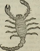 An illustration from Mundus Subterraneus, in XII libros digestus; quo divinum subterrestris mundi opificium, mira ergasteriorum naturæ in eo distributio, verbo pantámorphou Protei regnum, universæ denique naturæ majestas (1665)