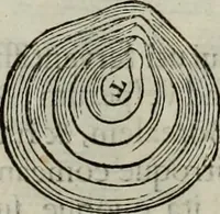 An illustration from Mundus Subterraneus, in XII libros digestus; quo divinum subterrestris mundi opificium, mira ergasteriorum naturæ in eo distributio, verbo pantámorphou Protei regnum, universæ denique naturæ majestas (1665)