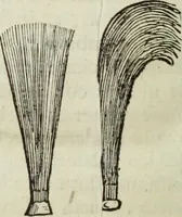 Picture 364 of 373 from Mundus Subterraneus, in XII libros digestus; quo divinum subterrestris mundi opificium, mira ergasteriorum naturæ in eo distributio, verbo pantámorphou Protei regnum, universæ denique naturæ majestas (1665), leaf 913