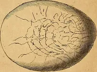 An illustration from Mundus subterraneus, in XII libros digestus : qvo divinum subterrestris mundi opificium, mira ergasteriorum naturae in eo distributio, verbo [pantamorphon] Protei regnum, universae denique naturae majestas & divitiae summa rerum varietate exponuntur, abditorum effectuum causae acri indagine inquistae demonstrantur, cognitae per artis & naturae conjugium ad humanae vitae necessarium usum vario experimentorum apparata, necnon novo modo & ratione applicantur. Ad Alexandrum VII. pont. opt. max. (1678)