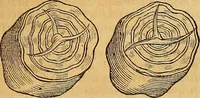 An illustration from Mundus subterraneus, in XII libros digestus : qvo divinum subterrestris mundi opificium, mira ergasteriorum naturae in eo distributio, verbo [pantamorphon] Protei regnum, universae denique naturae majestas & divitiae summa rerum varietate exponuntur, abditorum effectuum causae acri indagine inquistae demonstrantur, cognitae per artis & naturae conjugium ad humanae vitae necessarium usum vario experimentorum apparata, necnon novo modo & ratione applicantur. Ad Alexandrum VII. pont. opt. max. (1678)