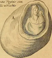 Picture 188 of 319 from Mundus subterraneus, in XII libros digestus : qvo divinum subterrestris mundi opificium, mira ergasteriorum naturae in eo distributio, verbo [pantamorphon] Protei regnum, universae denique naturae majestas & divitiae summa rerum varietate exponuntur, abditorum effectuum causae acri indagine inquistae demonstrantur, cognitae per artis & naturae conjugium ad humanae vitae necessarium usum vario experimentorum apparata, necnon novo modo & ratione applicantur. Ad Alexandrum VII. pont. opt. max. (1678), leaf 475