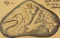 Picture 190 of 319 from Mundus subterraneus, in XII libros digestus : qvo divinum subterrestris mundi opificium, mira ergasteriorum naturae in eo distributio, verbo [pantamorphon] Protei regnum, universae denique naturae majestas & divitiae summa rerum varietate exponuntur, abditorum effectuum causae acri indagine inquistae demonstrantur, cognitae per artis & naturae conjugium ad humanae vitae necessarium usum vario experimentorum apparata, necnon novo modo & ratione applicantur. Ad Alexandrum VII. pont. opt. max. (1678), leaf 476