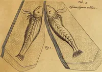 Picture 195 of 319 from Mundus subterraneus, in XII libros digestus : qvo divinum subterrestris mundi opificium, mira ergasteriorum naturae in eo distributio, verbo [pantamorphon] Protei regnum, universae denique naturae majestas & divitiae summa rerum varietate exponuntur, abditorum effectuum causae acri indagine inquistae demonstrantur, cognitae per artis & naturae conjugium ad humanae vitae necessarium usum vario experimentorum apparata, necnon novo modo & ratione applicantur. Ad Alexandrum VII. pont. opt. max. (1678), leaf 478
