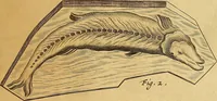 An illustration from Mundus subterraneus, in XII libros digestus : qvo divinum subterrestris mundi opificium, mira ergasteriorum naturae in eo distributio, verbo [pantamorphon] Protei regnum, universae denique naturae majestas & divitiae summa rerum varietate exponuntur, abditorum effectuum causae acri indagine inquistae demonstrantur, cognitae per artis & naturae conjugium ad humanae vitae necessarium usum vario experimentorum apparata, necnon novo modo & ratione applicantur. Ad Alexandrum VII. pont. opt. max. (1678)