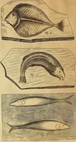 An illustration from Mundus subterraneus, in XII libros digestus : qvo divinum subterrestris mundi opificium, mira ergasteriorum naturae in eo distributio, verbo [pantamorphon] Protei regnum, universae denique naturae majestas & divitiae summa rerum varietate exponuntur, abditorum effectuum causae acri indagine inquistae demonstrantur, cognitae per artis & naturae conjugium ad humanae vitae necessarium usum vario experimentorum apparata, necnon novo modo & ratione applicantur. Ad Alexandrum VII. pont. opt. max. (1678)