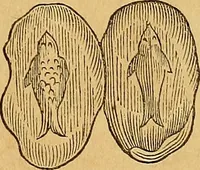 Picture 202 of 319 from Mundus subterraneus, in XII libros digestus : qvo divinum subterrestris mundi opificium, mira ergasteriorum naturae in eo distributio, verbo [pantamorphon] Protei regnum, universae denique naturae majestas & divitiae summa rerum varietate exponuntur, abditorum effectuum causae acri indagine inquistae demonstrantur, cognitae per artis & naturae conjugium ad humanae vitae necessarium usum vario experimentorum apparata, necnon novo modo & ratione applicantur. Ad Alexandrum VII. pont. opt. max. (1678), leaf 482