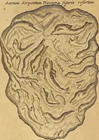 Picture 203 of 319 from Mundus subterraneus, in XII libros digestus : qvo divinum subterrestris mundi opificium, mira ergasteriorum naturae in eo distributio, verbo [pantamorphon] Protei regnum, universae denique naturae majestas & divitiae summa rerum varietate exponuntur, abditorum effectuum causae acri indagine inquistae demonstrantur, cognitae per artis & naturae conjugium ad humanae vitae necessarium usum vario experimentorum apparata, necnon novo modo & ratione applicantur. Ad Alexandrum VII. pont. opt. max. (1678), leaf 483