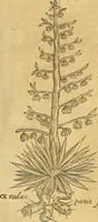 An illustration from Mundus subterraneus, in XII libros digestus : qvo divinum subterrestris mundi opificium, mira ergasteriorum naturae in eo distributio, verbo [pantamorphon] Protei regnum, universae denique naturae majestas & divitiae summa rerum varietate exponuntur, abditorum effectuum causae acri indagine inquistae demonstrantur, cognitae per artis & naturae conjugium ad humanae vitae necessarium usum vario experimentorum apparata, necnon novo modo & ratione applicantur. Ad Alexandrum VII. pont. opt. max. (1678)