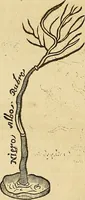 Picture 227 of 319 from Mundus subterraneus, in XII libros digestus : qvo divinum subterrestris mundi opificium, mira ergasteriorum naturae in eo distributio, verbo [pantamorphon] Protei regnum, universae denique naturae majestas & divitiae summa rerum varietate exponuntur, abditorum effectuum causae acri indagine inquistae demonstrantur, cognitae per artis & naturae conjugium ad humanae vitae necessarium usum vario experimentorum apparata, necnon novo modo & ratione applicantur. Ad Alexandrum VII. pont. opt. max. (1678), leaf 627