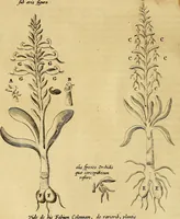 An illustration from Mundus subterraneus, in XII libros digestus : qvo divinum subterrestris mundi opificium, mira ergasteriorum naturae in eo distributio, verbo [pantamorphon] Protei regnum, universae denique naturae majestas & divitiae summa rerum varietate exponuntur, abditorum effectuum causae acri indagine inquistae demonstrantur, cognitae per artis & naturae conjugium ad humanae vitae necessarium usum vario experimentorum apparata, necnon novo modo & ratione applicantur. Ad Alexandrum VII. pont. opt. max. (1678)