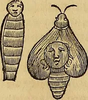 Picture 263 of 319 from Mundus subterraneus, in XII libros digestus : qvo divinum subterrestris mundi opificium, mira ergasteriorum naturae in eo distributio, verbo [pantamorphon] Protei regnum, universae denique naturae majestas & divitiae summa rerum varietate exponuntur, abditorum effectuum causae acri indagine inquistae demonstrantur, cognitae per artis & naturae conjugium ad humanae vitae necessarium usum vario experimentorum apparata, necnon novo modo & ratione applicantur. Ad Alexandrum VII. pont. opt. max. (1678), leaf 829